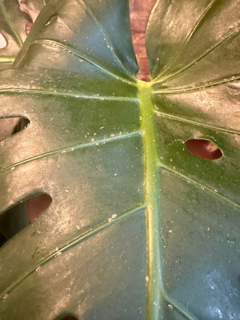 What are these spots?