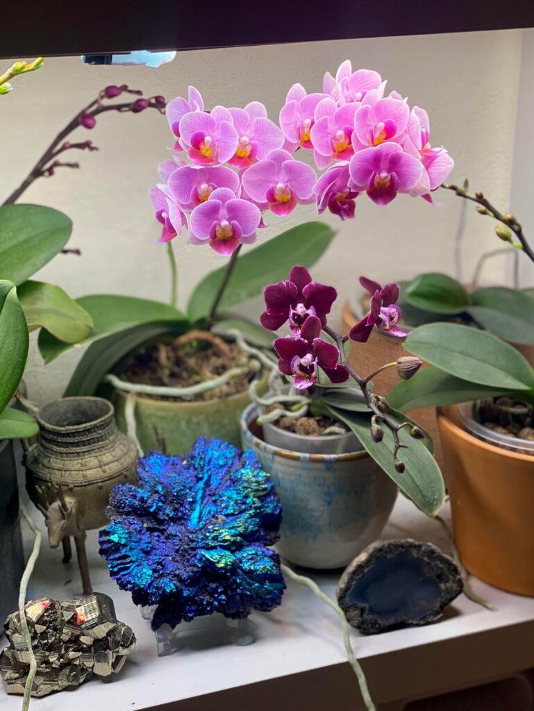 Fully bloomed before the others even started