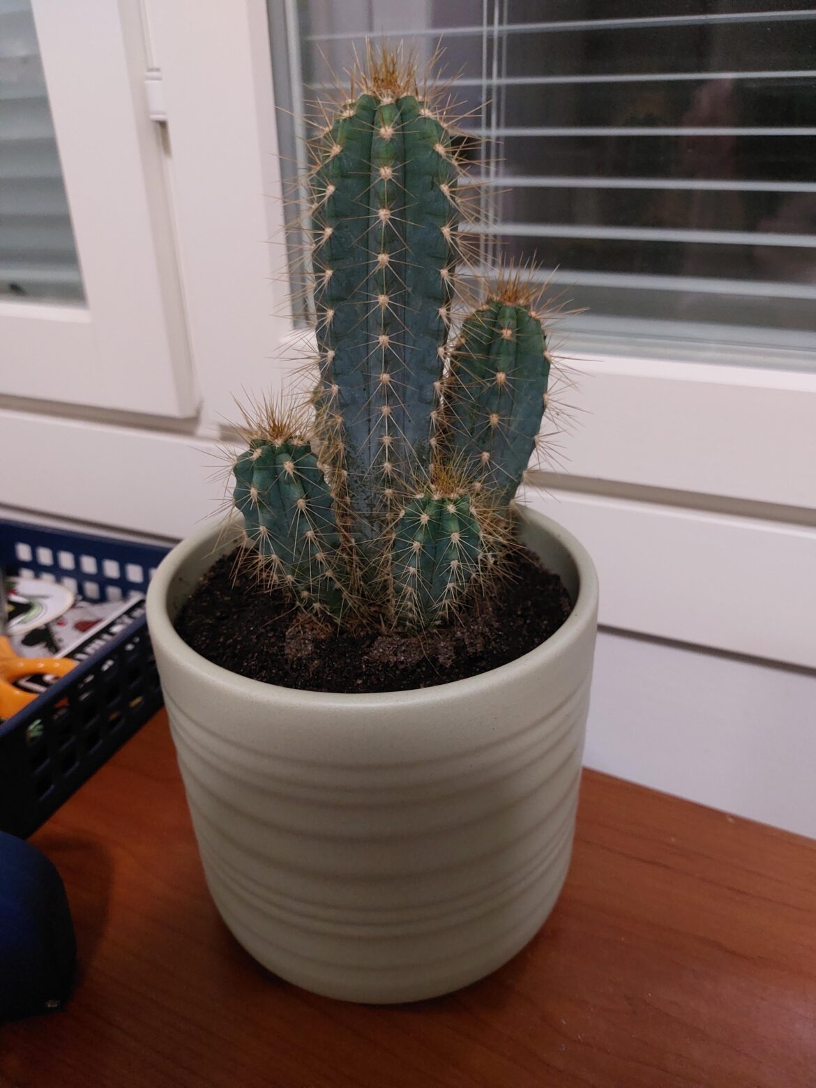 How much should I water my cactus?