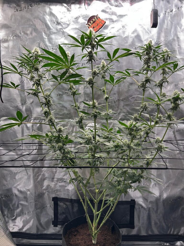 First time topping, my 2nd ever grow attempt.