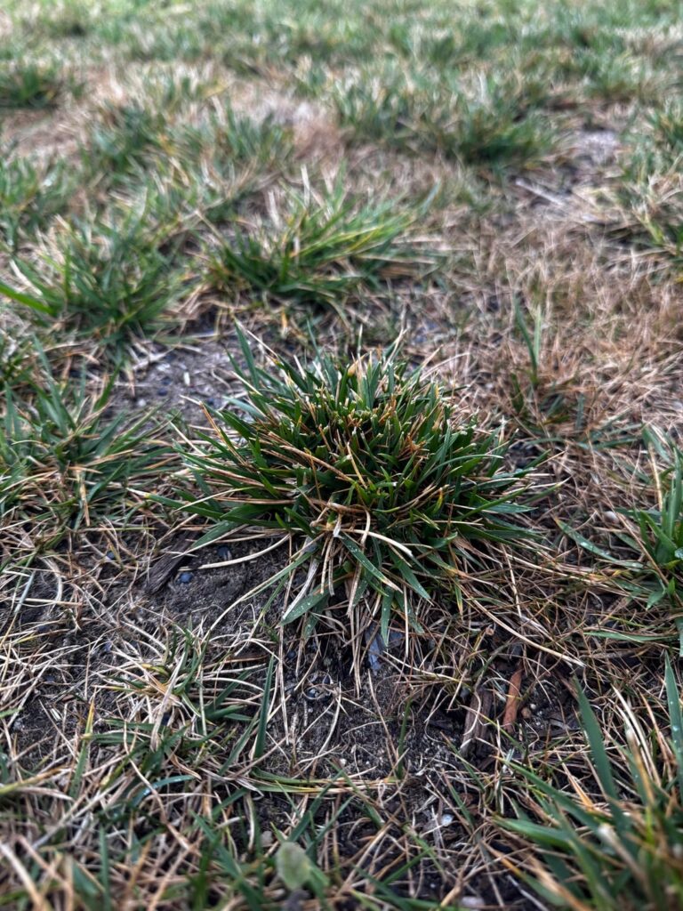 Absolute amateur here…what should I do about this brown patch?