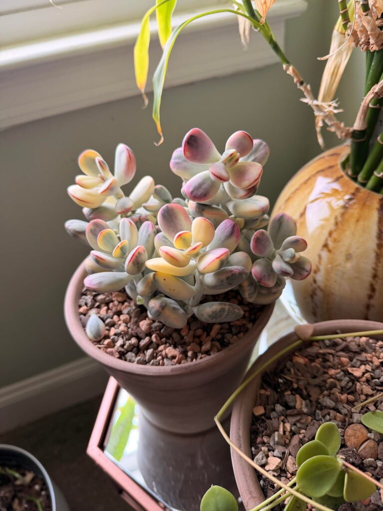 I am in love with my Cotyledon Orbiculata!