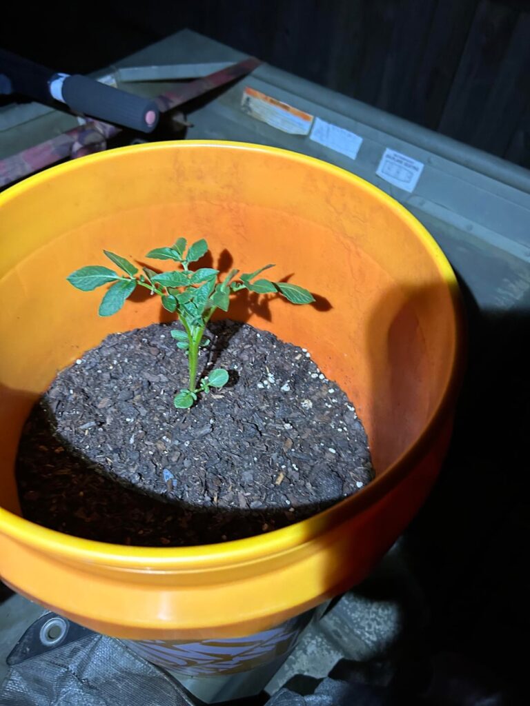 Growing potatoes
