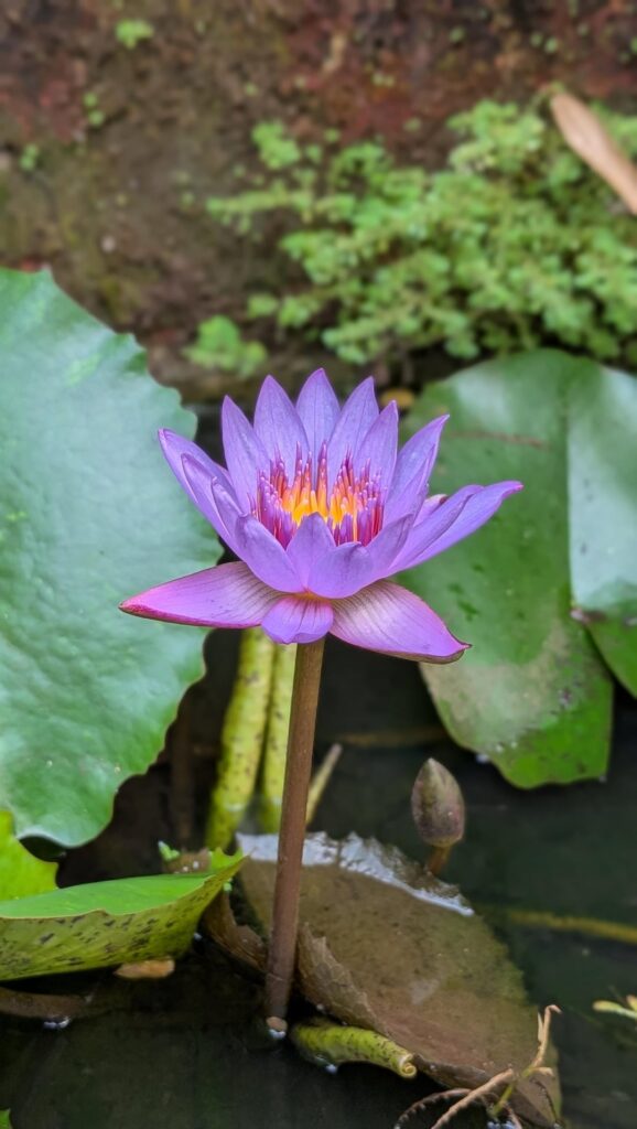 Blooming in perfect peace ❤️