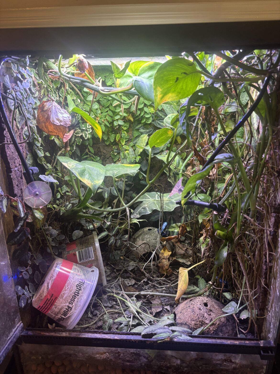 How can I improve my dart frog tank’s look? It’s covered in roots and I don’t like the look. (Ignore the fruit fly containers I’m going on a vacation).
