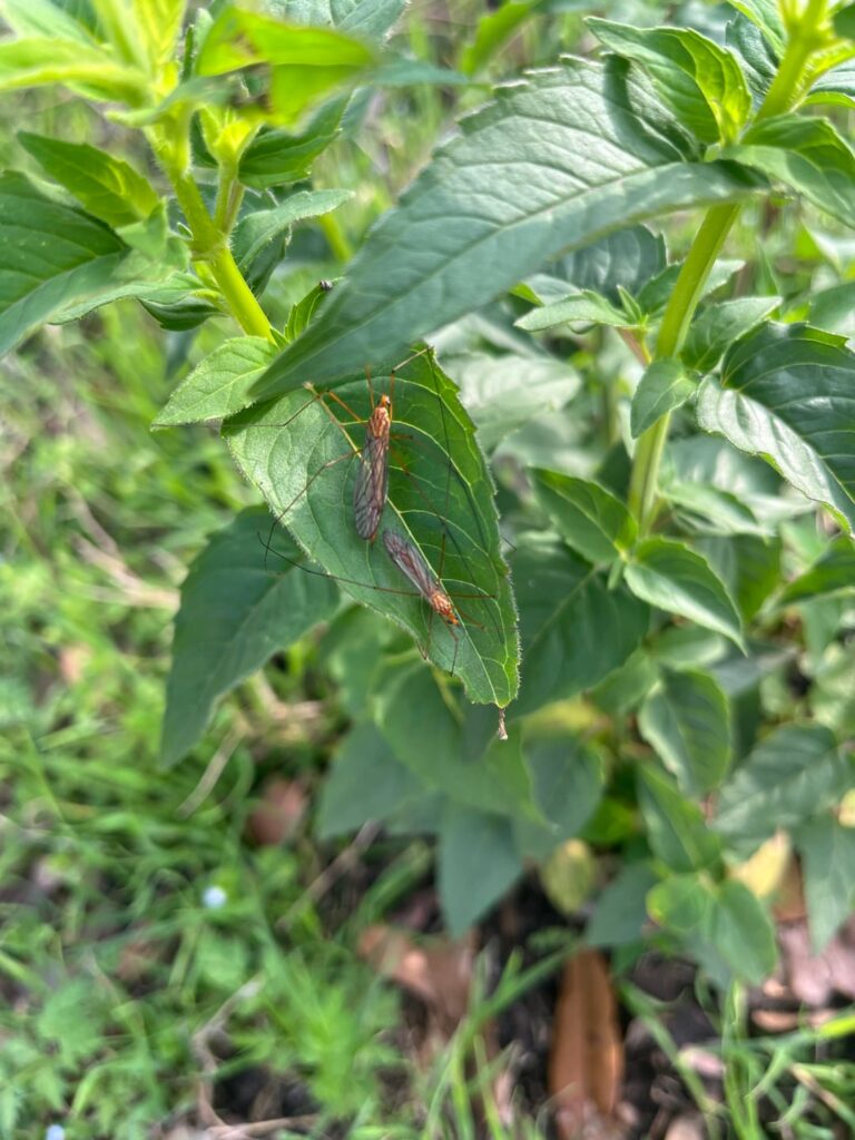 What is eating my bee balm