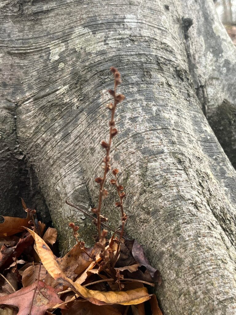 What is this tiny plant?