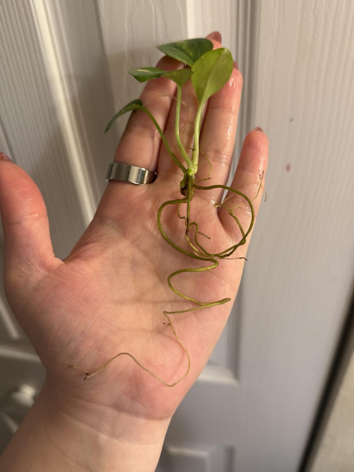 Is this root rot on my pothos?