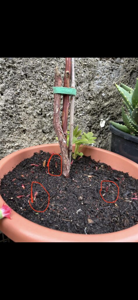 Is it too late to repot my raspberry? This will be my second year having it and I’ve always had it in this pot. Given the new canes (I’m so thankful) is it going to be too overcrowded? What do you think, should I let it be?