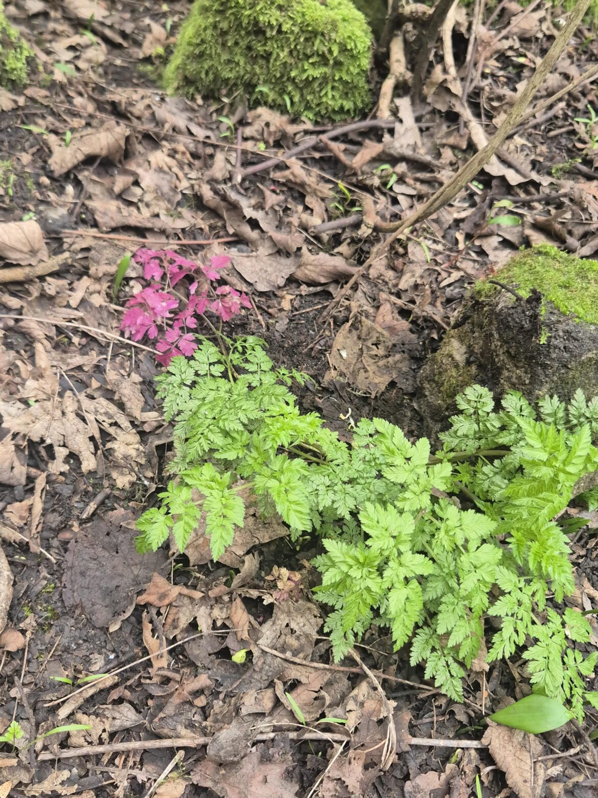 why is this plant partially pink?