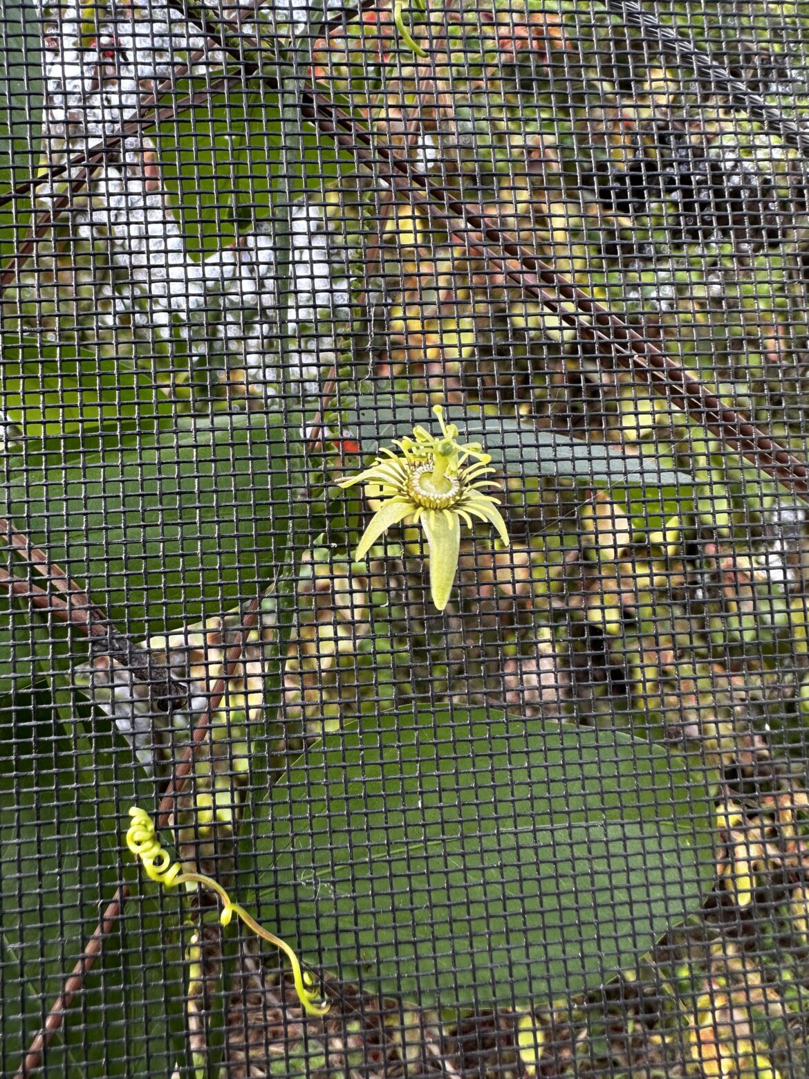 The corky stem passion vine I've been allowing to grow up my pool cage is finally blooming. check out these intricate little flowers!