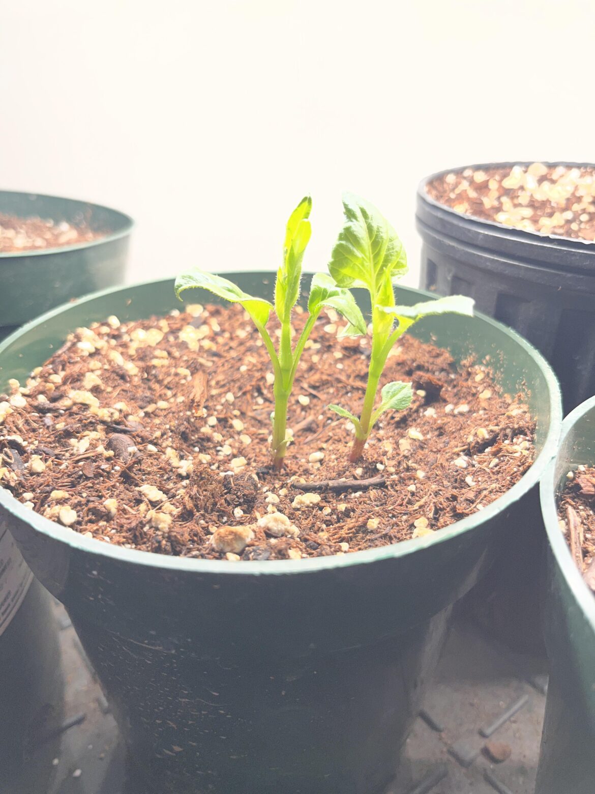 Can I divide a tuber after sprouting?