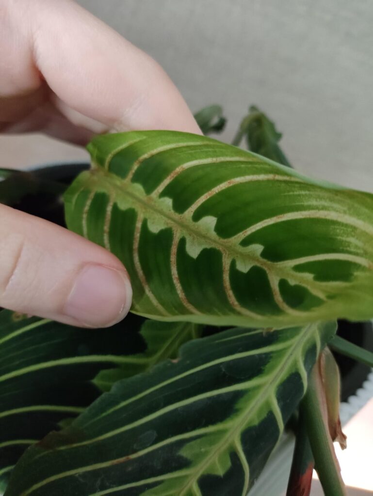 is this some kind of mite?