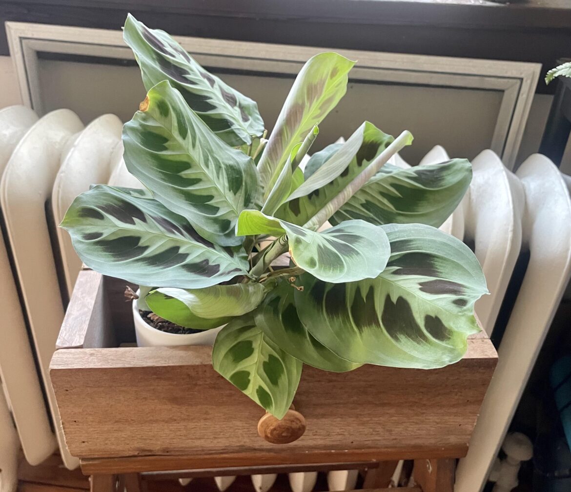 6 months ago I shoved a single, unrooted maranta clipping in a mug that lives on a radiator