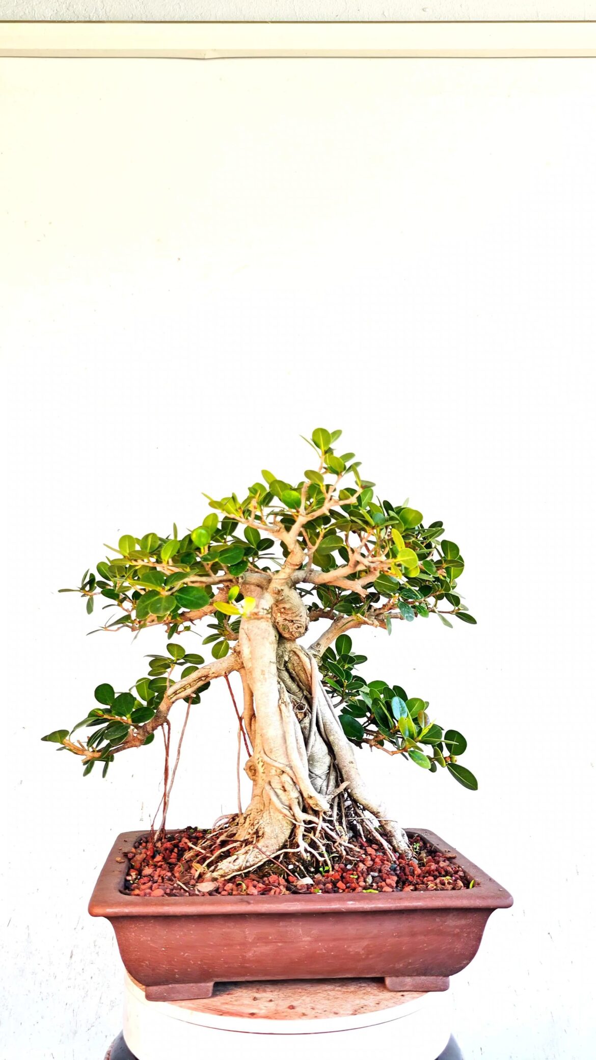 One Of My Favorite Current Ficus Projects