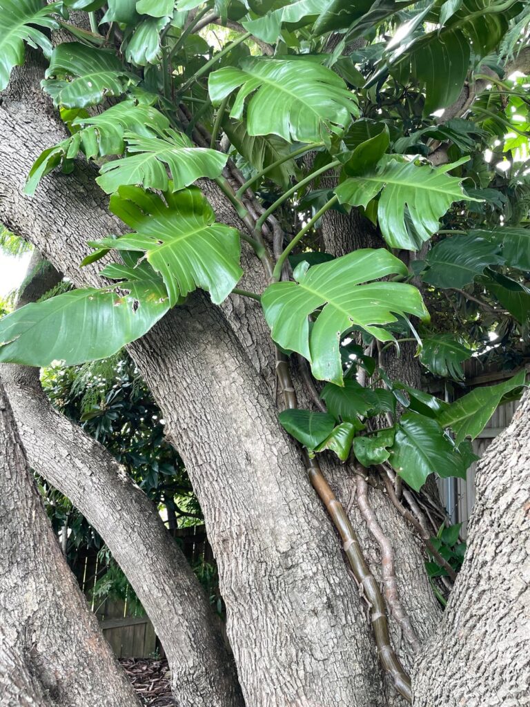 What is this vine? Will it harm my Jacaranda tree?