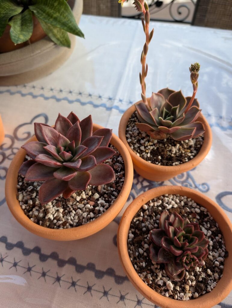 ID help for these 3 reddish Echeveria please
