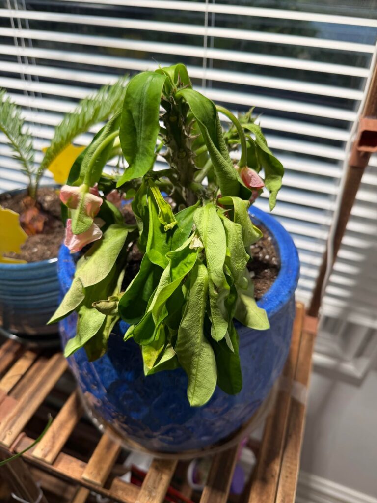 HELP on New Euphoria Hybrid