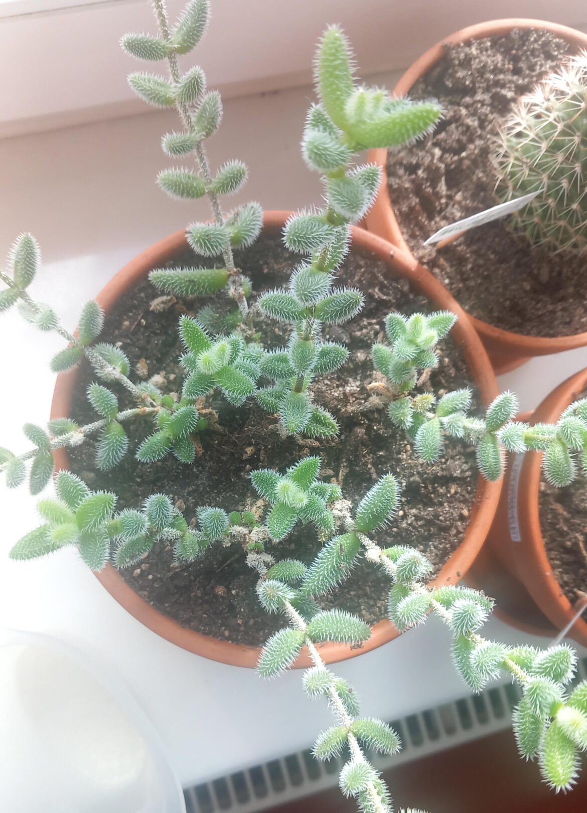 Can i cut the Arms of my Delosperma echinatum without problems? Can i cut the Arms of my Delosperma echinatum without problems?