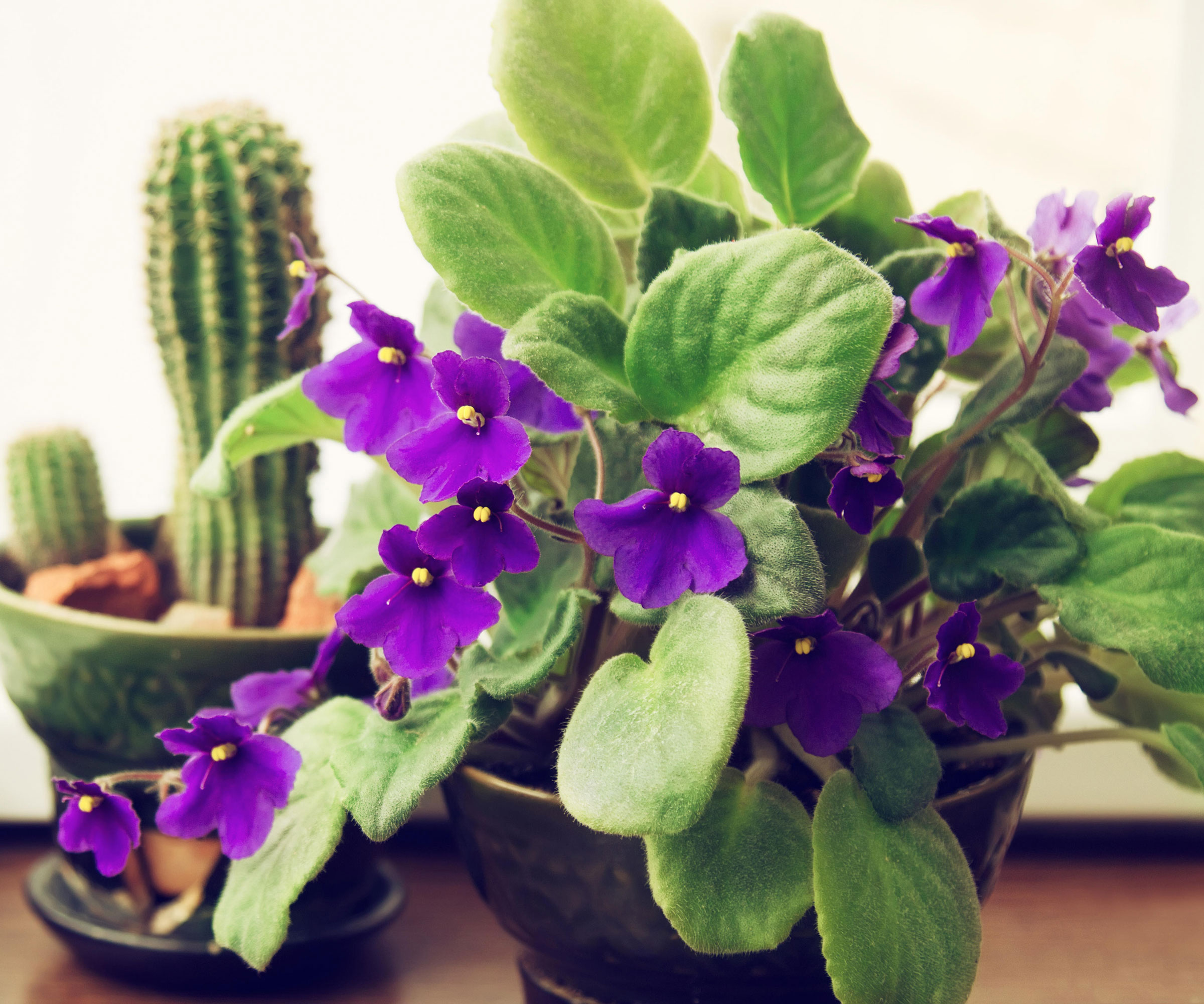 purple flowered African violet plant