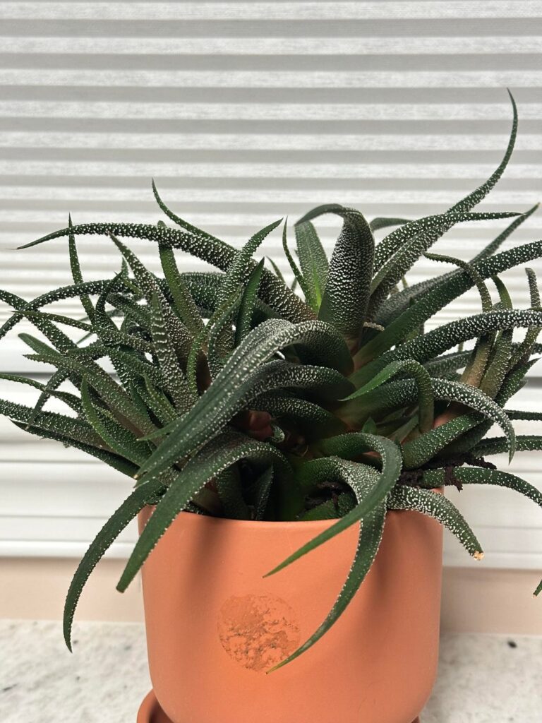 Do you know the name of this plant?