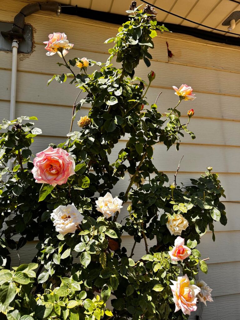 Roses are popping!