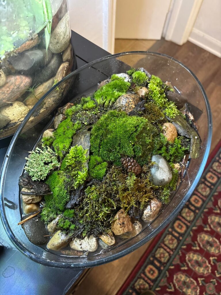Open moss terrarium experiment