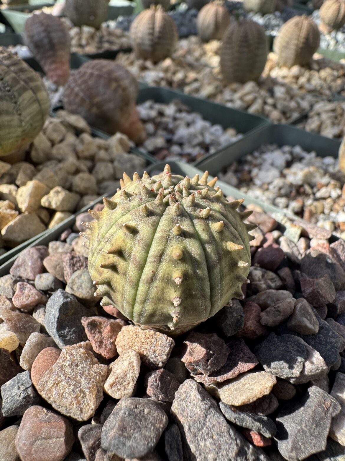 Euphorbia ‘Bowzer’
