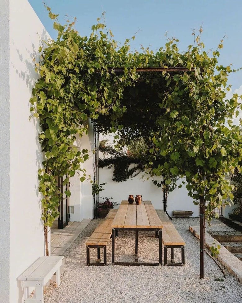 pergola vine canopy by MrTripper