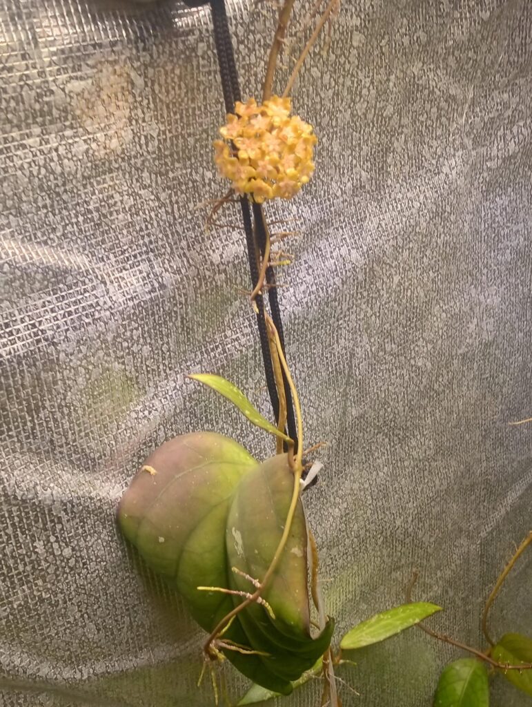 Hoya elephant