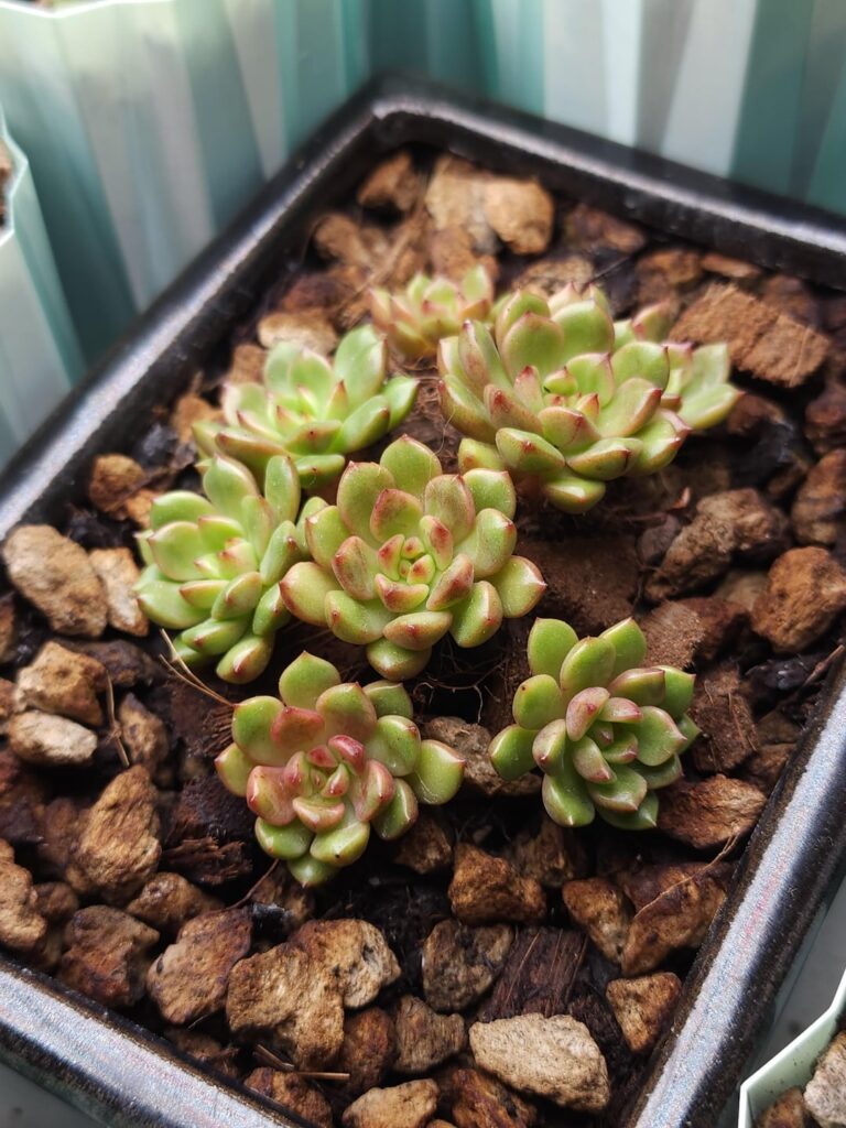 To chop or not to chop? 🤔 Considering beheading Sedeveria pink ruby To chop or not to chop? 🤔 Considering beheading Sedeveria pink ruby