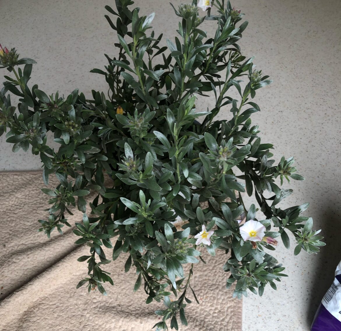 what is this plant?