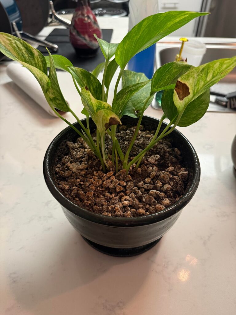 Growing Advice