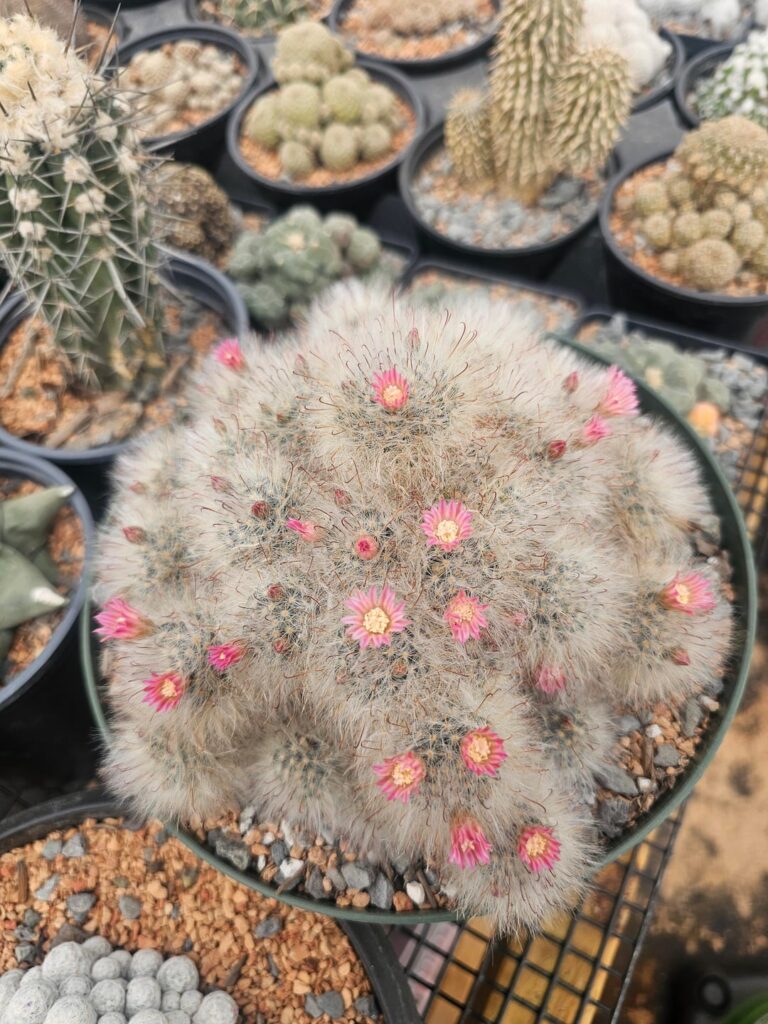 Never get tired I of seeing my M. bocasanas bloom each year. They bloom for so long.