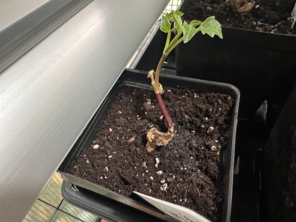 How deep should I burry? (Pre sprouting)