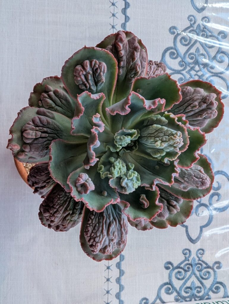 Echeveria Linguas