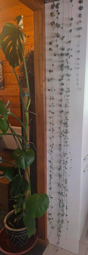 String of hearts show off