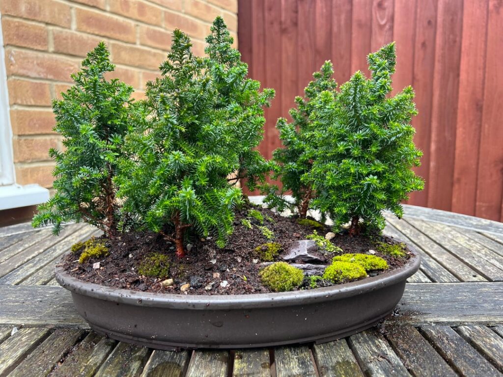 First time bonsai – Bonsai forest First time bonsai - Bonsai forest