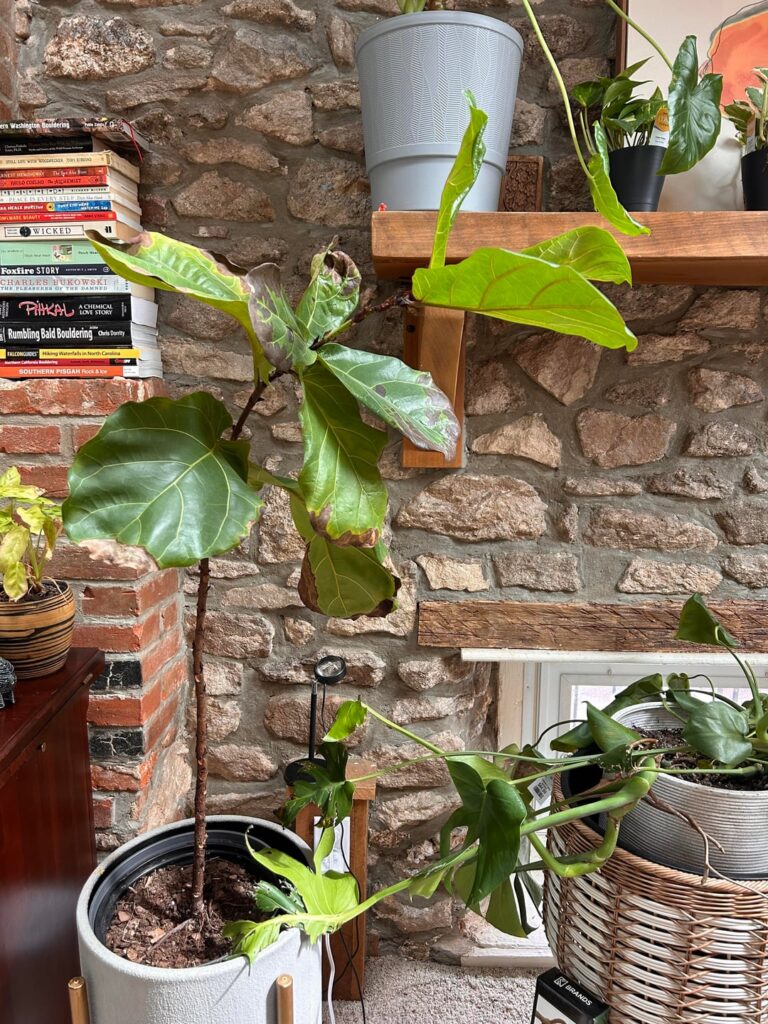 Help me save my fiddle leaf fig!! Help me save my fiddle leaf fig!!