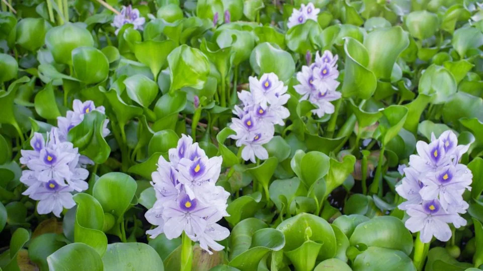 Water hyacinth, Highly problematic invasive specie.