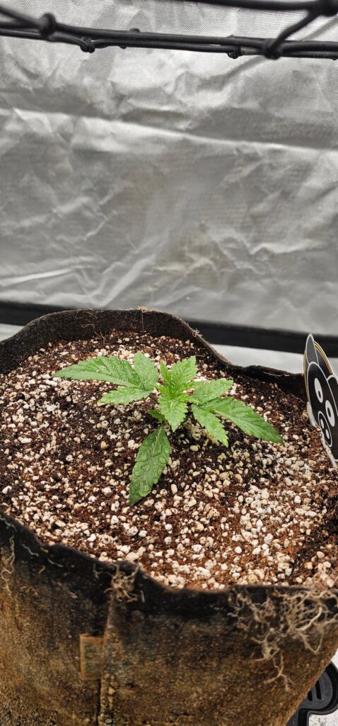Coco vs hydro
