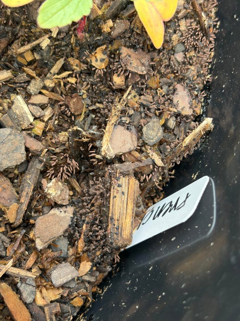 Spores? Poop? Eggs? Bugs?