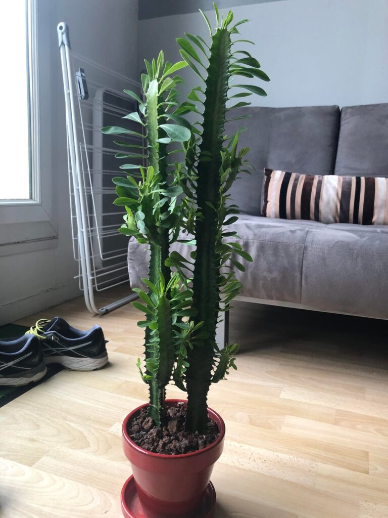 Euphorbia trigona glow up