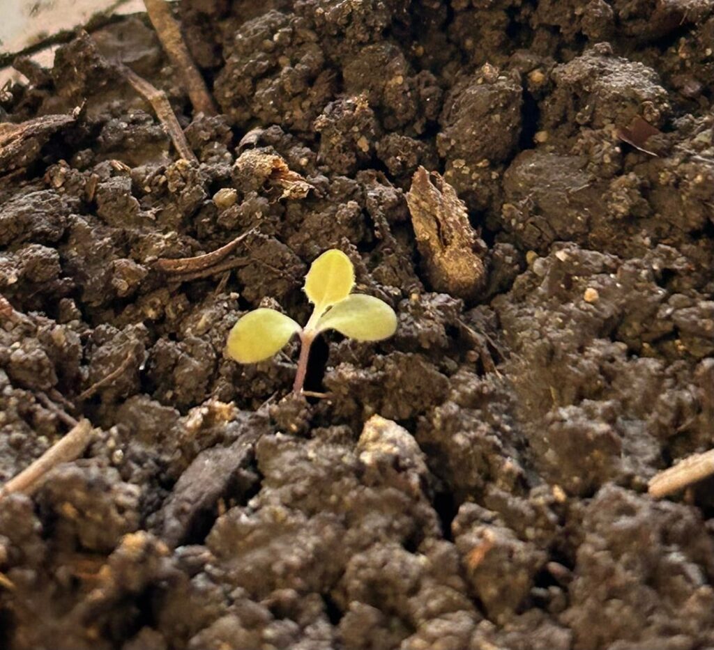 What are these random sprouts?