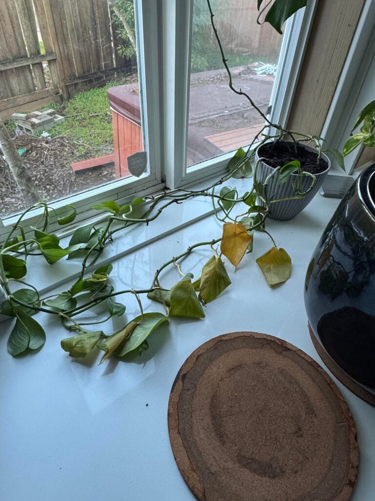 This particular pothos is so finicky, what is going on with it?