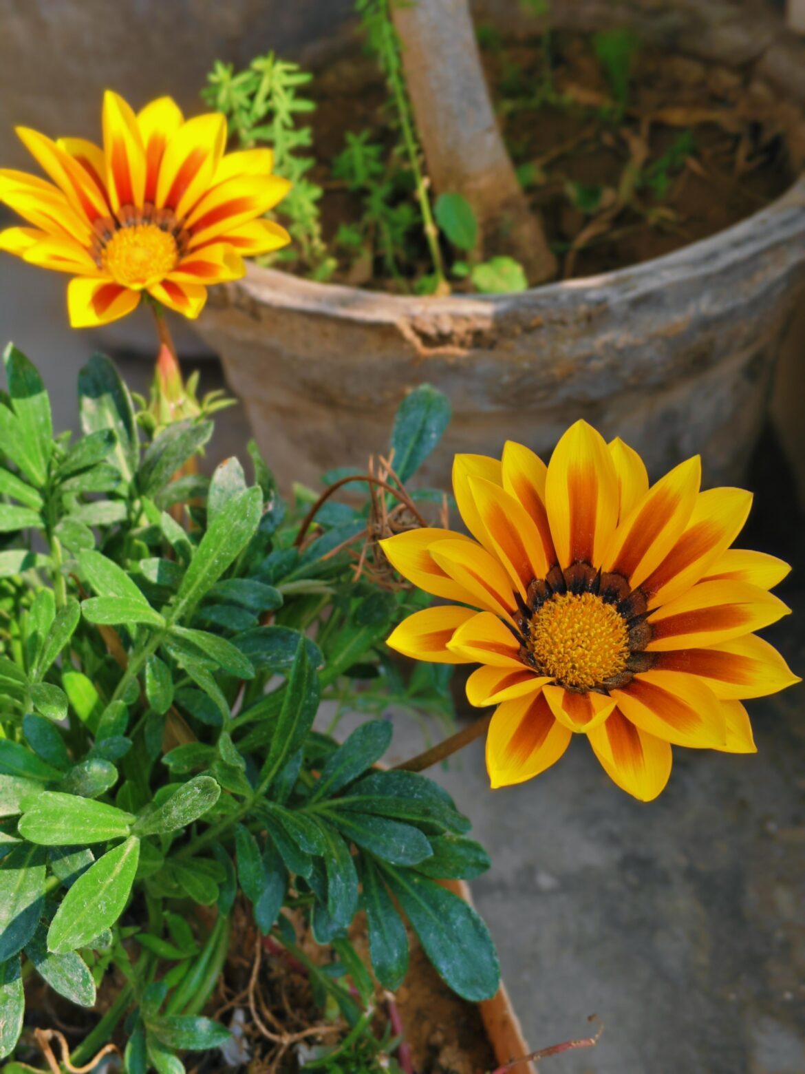 King of my little garden