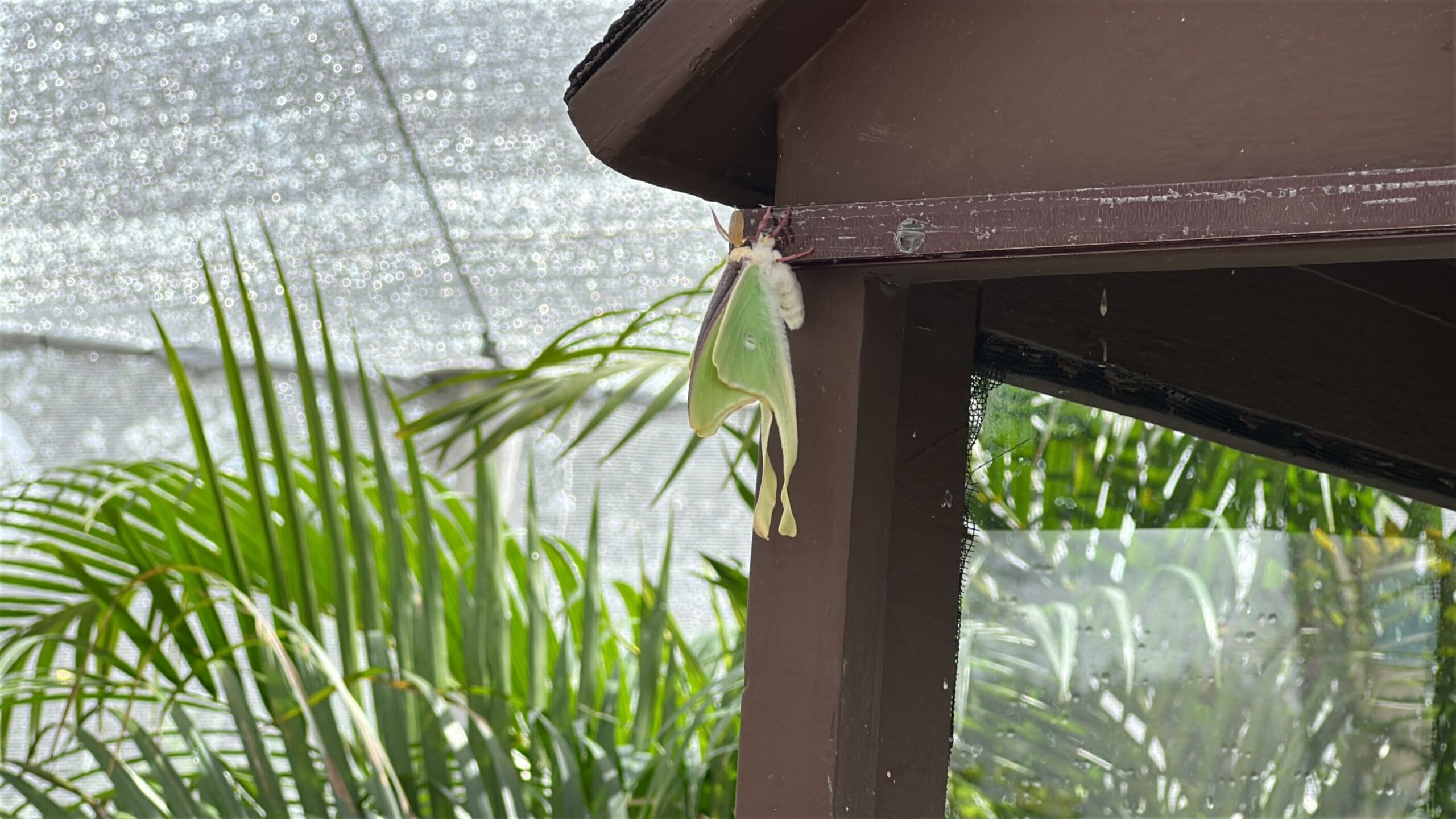Meet Butterflies at the 2026 EPCOT International Flower & Garden Festival