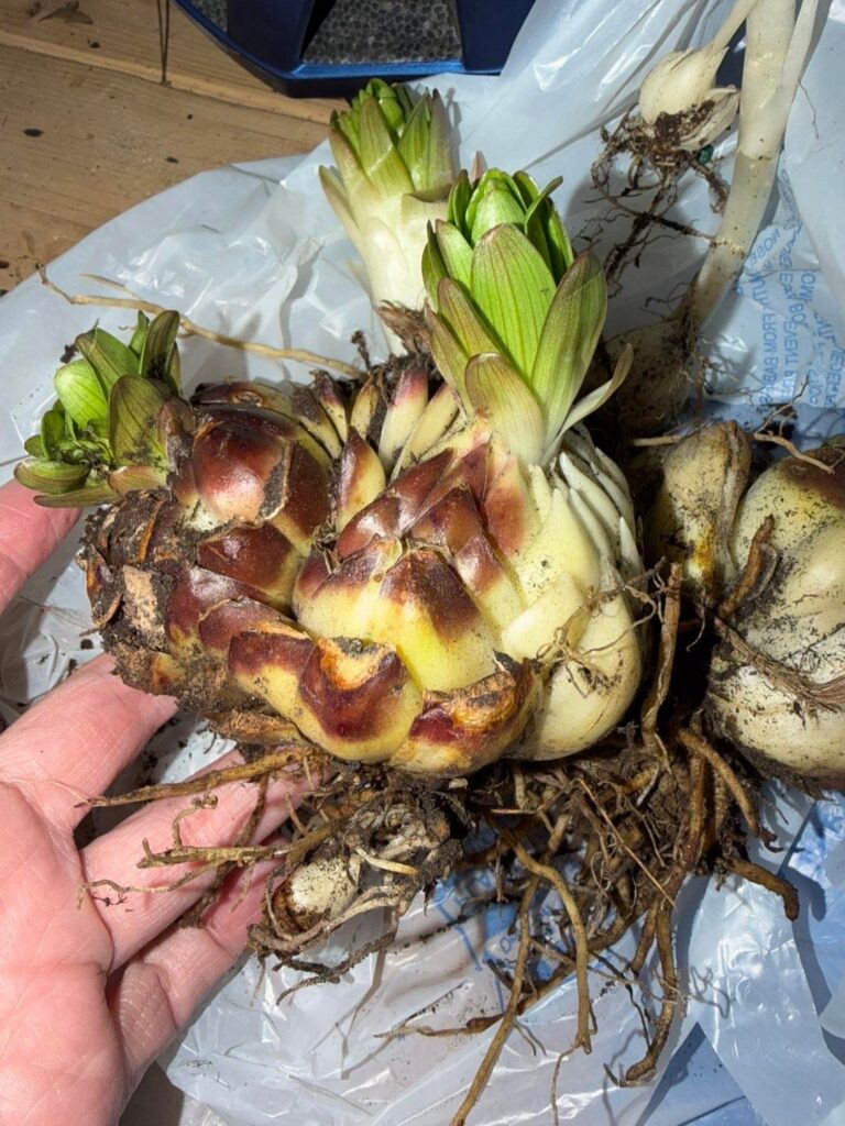 What is this? Coworker found it in yard