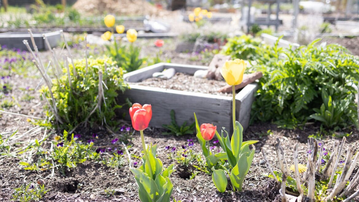 Wilson community garden to open through TSS, Slow Food partnership Wilson community garden to open through TSS, Slow Food partnership