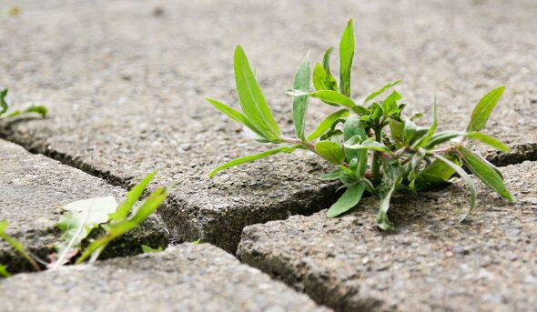 Weeds Weeds
